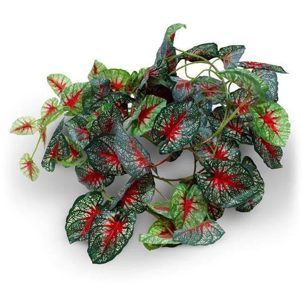 Pangea Caladium Leafy Vine 6ft.